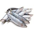 FISH SARDINE White Fresh Cheap