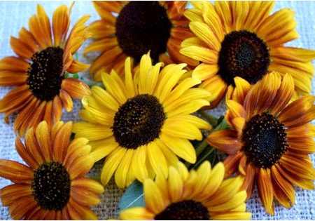 Tournesols en mélange Online Sale