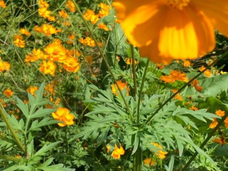 Cosmos orange For Cheap