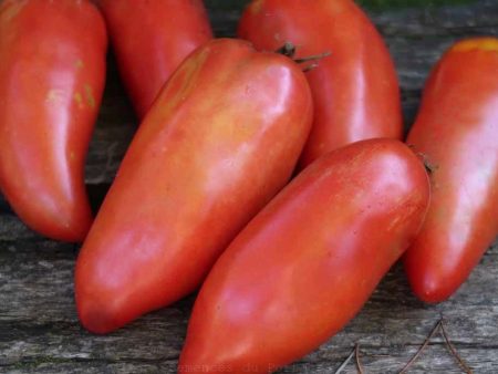 Tomate italienne Maria Fashion