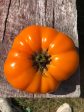 Tomate Golden Delight Online Hot Sale