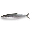 FISH TENGGIRI Frozen (Sold by kg) Online now