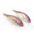 FISH KERISI   Threadfin Bream Frozen Supply