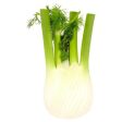 FENNEL Online now