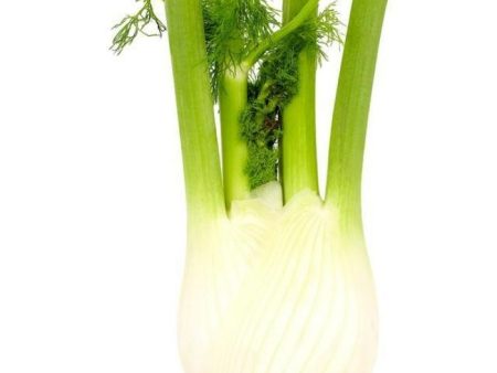 FENNEL Online now