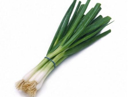 DAUN BAWANG SPRING ONION SCALLION Discount