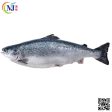 FISH SALMON WHOLE Norwegian -A FRESH CHILL Online Hot Sale