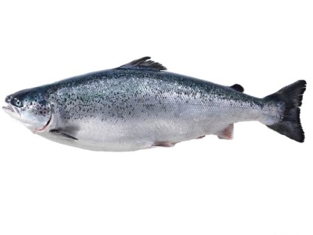 FISH SALMON WHOLE Norwegian -A FRESH CHILL Online Hot Sale