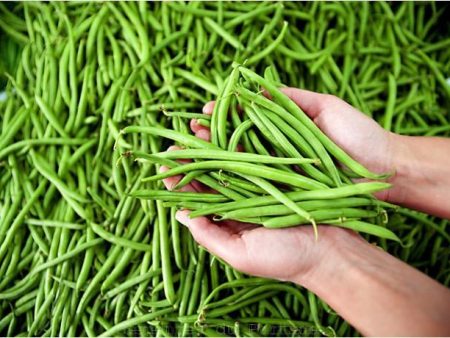 Haricot vert extra-fin Maxibel Discount