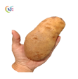 POTATO RUSSET USA Supply