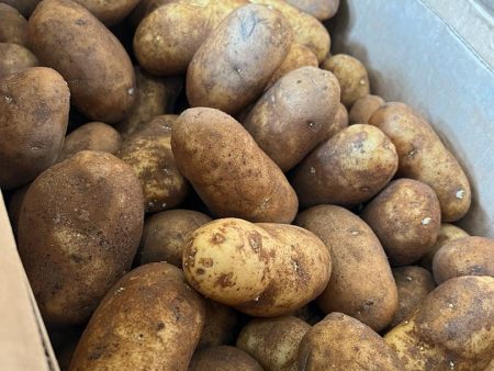 POTATO RUSSET USA Supply