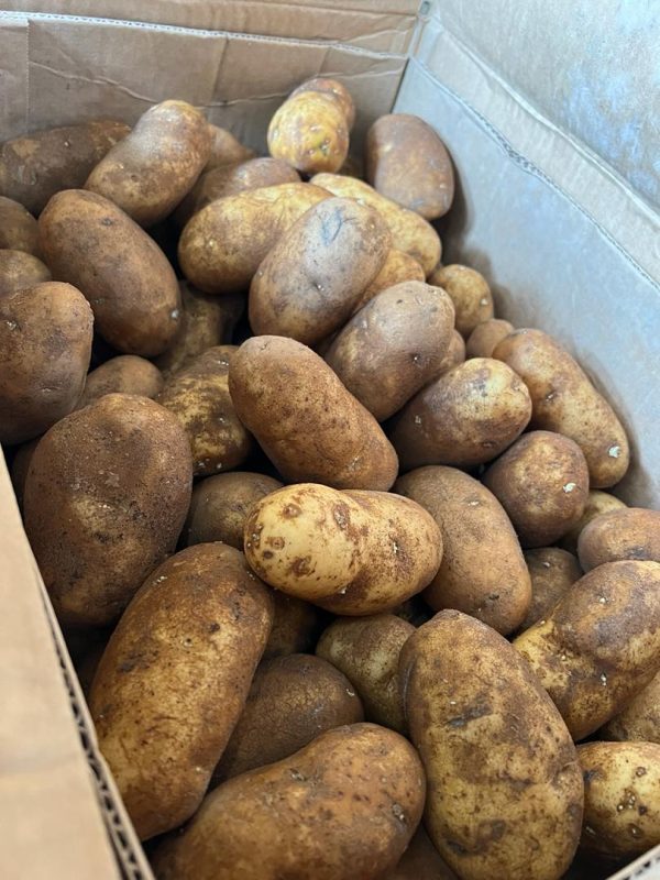 POTATO RUSSET USA Supply