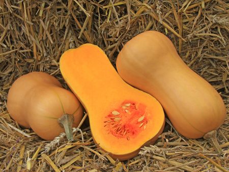 Courge Musquée Waltham 29 (Butternut) Discount