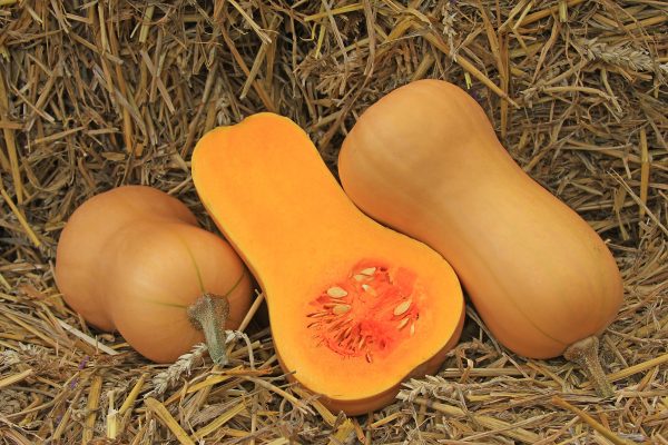 Courge Musquée Waltham 29 (Butternut) Discount