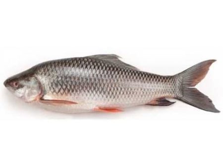 FISH ROHU White Curp Head On Gutted (1kg-2kg piece) 20kg Discount