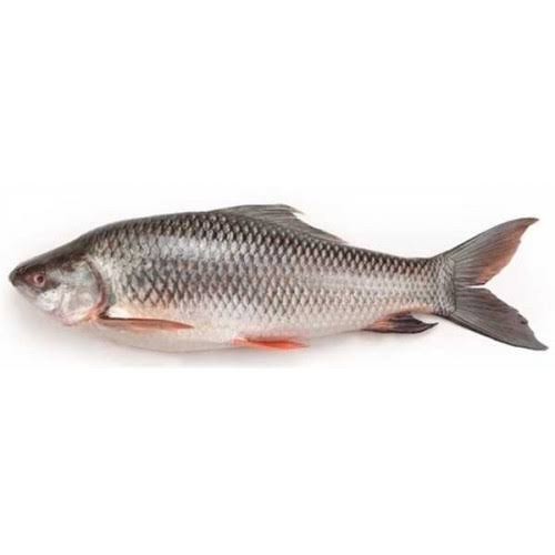 FISH ROHU White Curp Head On Gutted (1kg-2kg piece) 20kg Discount