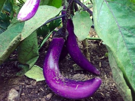 Aubergine Ping Tung Long Sale