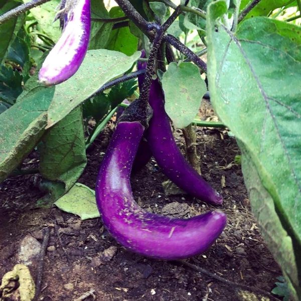 Aubergine Ping Tung Long Sale