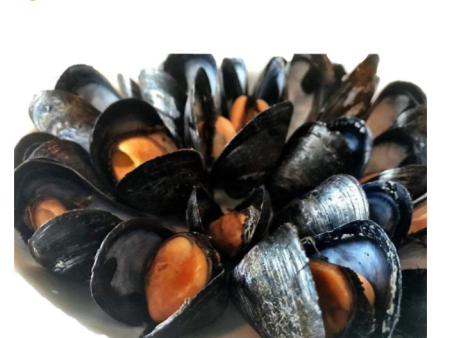 MUSSEL BLACK FullShell New Zealand For Cheap