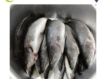 FISH SIAKAP Barabundi   Fresh   Supply