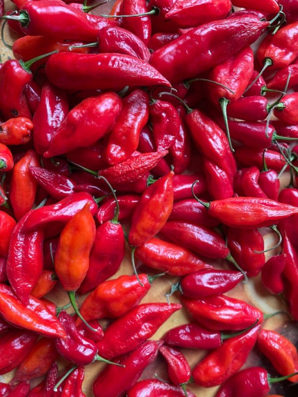 Piment Habanero Maya on Sale