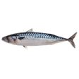 FISH BLUE MACKEREL SABA New Zealand (Sold by kg) Online Sale