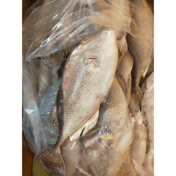 FISH TOGEK 300 700 Frozen Online Hot Sale