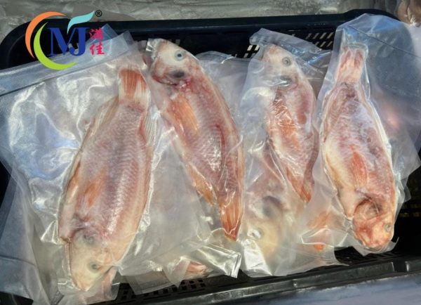 FISH TILAPIA RED WaterFall Clean And Vaccum Pack -Frozen Hot on Sale