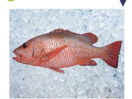 FISH JENAHAK Red Snapper Fresh on Sale