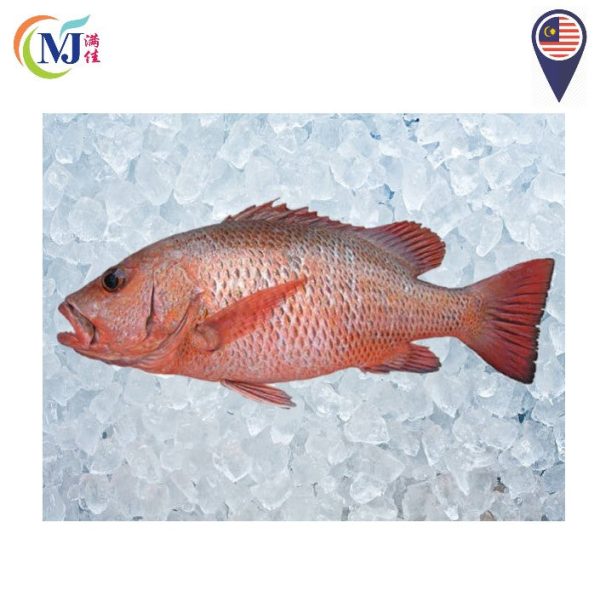 FISH JENAHAK Red Snapper Fresh on Sale