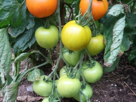 Tomate Jaune Flammée Fashion