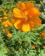 Cosmos orange For Cheap