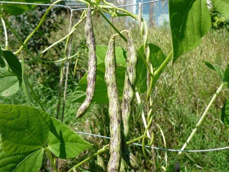 Haricot vert grimpant Rattlesnake For Sale