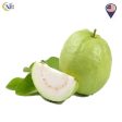 JAMBU BATU GREEN GUAVA Local For Discount