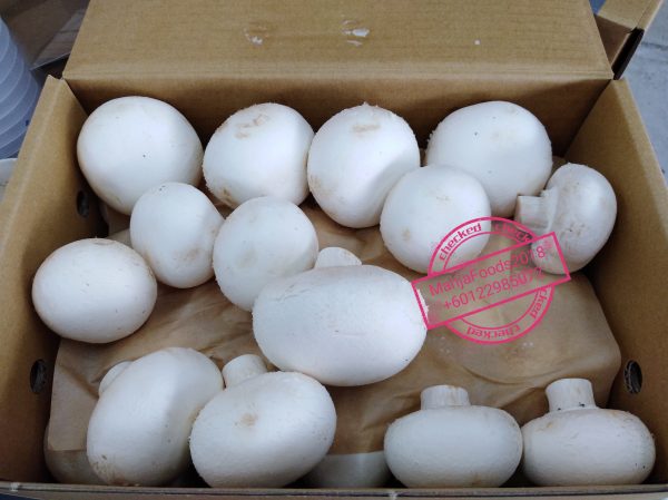 BUTTON MUSHROOM White Supply