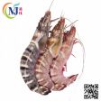 SEA TIGER PRAWN Sabah Frozen Cheap