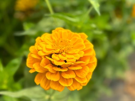 Zinnia jaune Doré For Discount