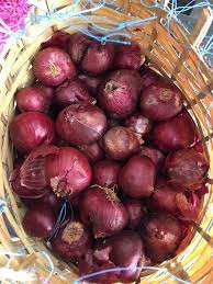 ONION RED SMALL Rose Gred-A Online now