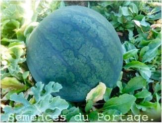 Melon d eau Blacktail Mountain For Cheap