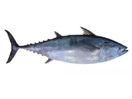 FISH TONGKOL WHITE Frozen (Sold by kg) For Cheap