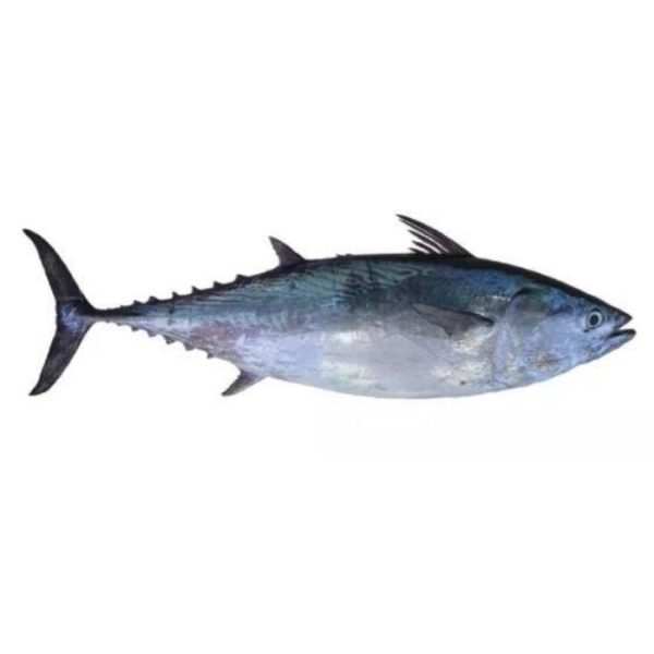 FISH TONGKOL WHITE Frozen (Sold by kg) For Cheap