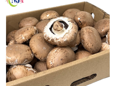 BUTTON MUSHROOM Swiss Brown For Cheap