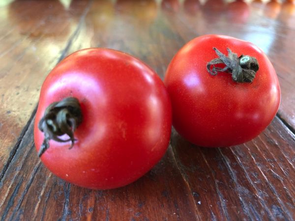 Tomate cerise Cherry Fox Hot on Sale