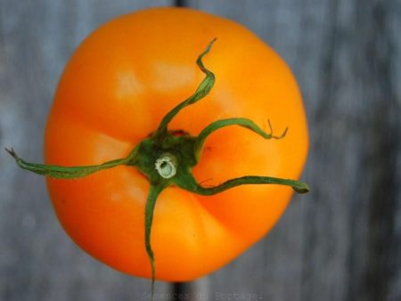 Tomate Jubilée Jaune on Sale