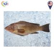 FISH KERAPU GROUPER Fresh Online Hot Sale