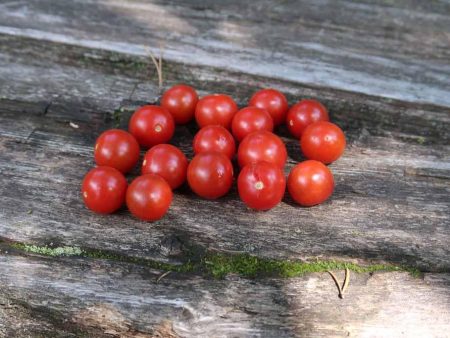 Tomate cerise Petit Moineau Supply