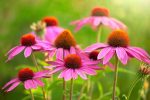 12 plantes médicinales facile à intégrer au jardin - Atelier par Diane Mackay on Sale