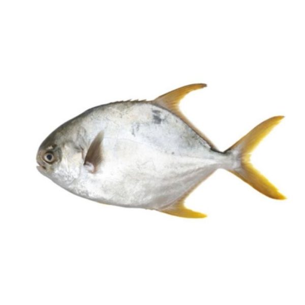 FISH BAWAL EMAS Golden Pomfret   Frozen   Online now