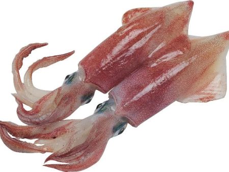 SOTONG  SQUID FROZEN Whole With Skin RED Fz Cheap