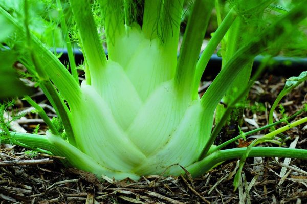 Boîtier de semences  Mélange Gastronomie  biologiques Online now